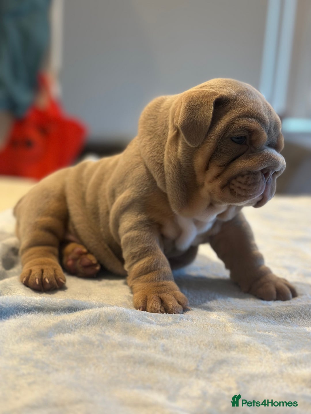 English Bulldog dogs for sale: Stunning KC Registered English Bulldog Puppies - Image 20