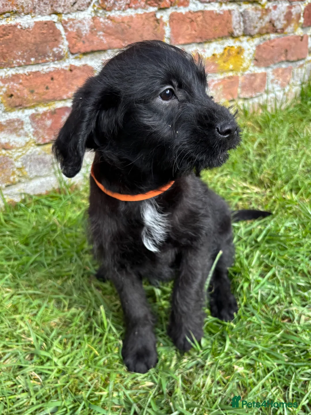 Labradoodle dogs for sale: Outstanding Pedigree F1 Labradoodle DNA Clear - Advert 2