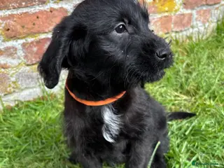 Labradoodle dogs Outstanding Pedigree F1 Labradoodle DNA Clear - Advert 13