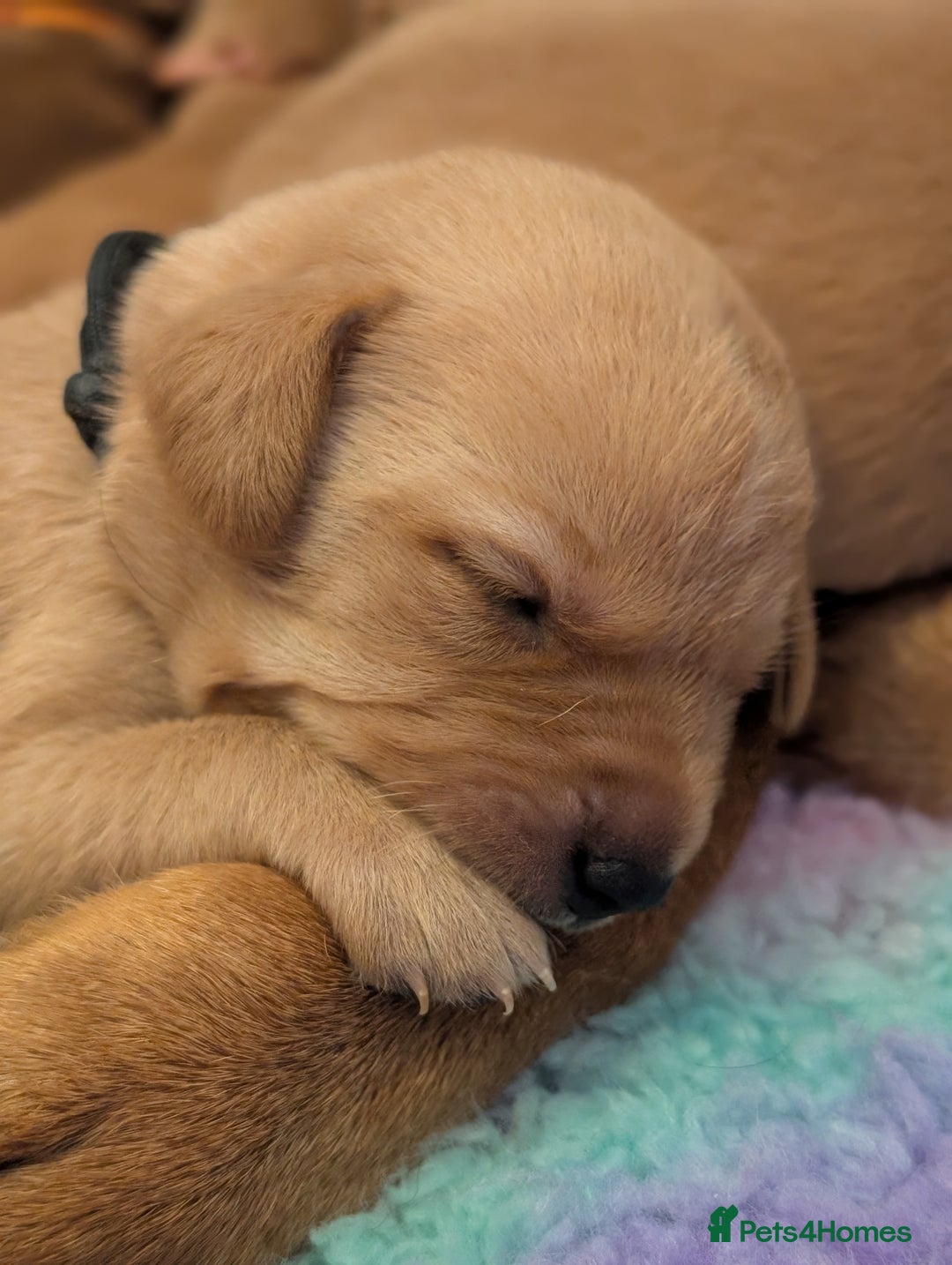 Labrador Retriever dogs for sale: Licensed Breeder Fox Red Labradors  - Image 4