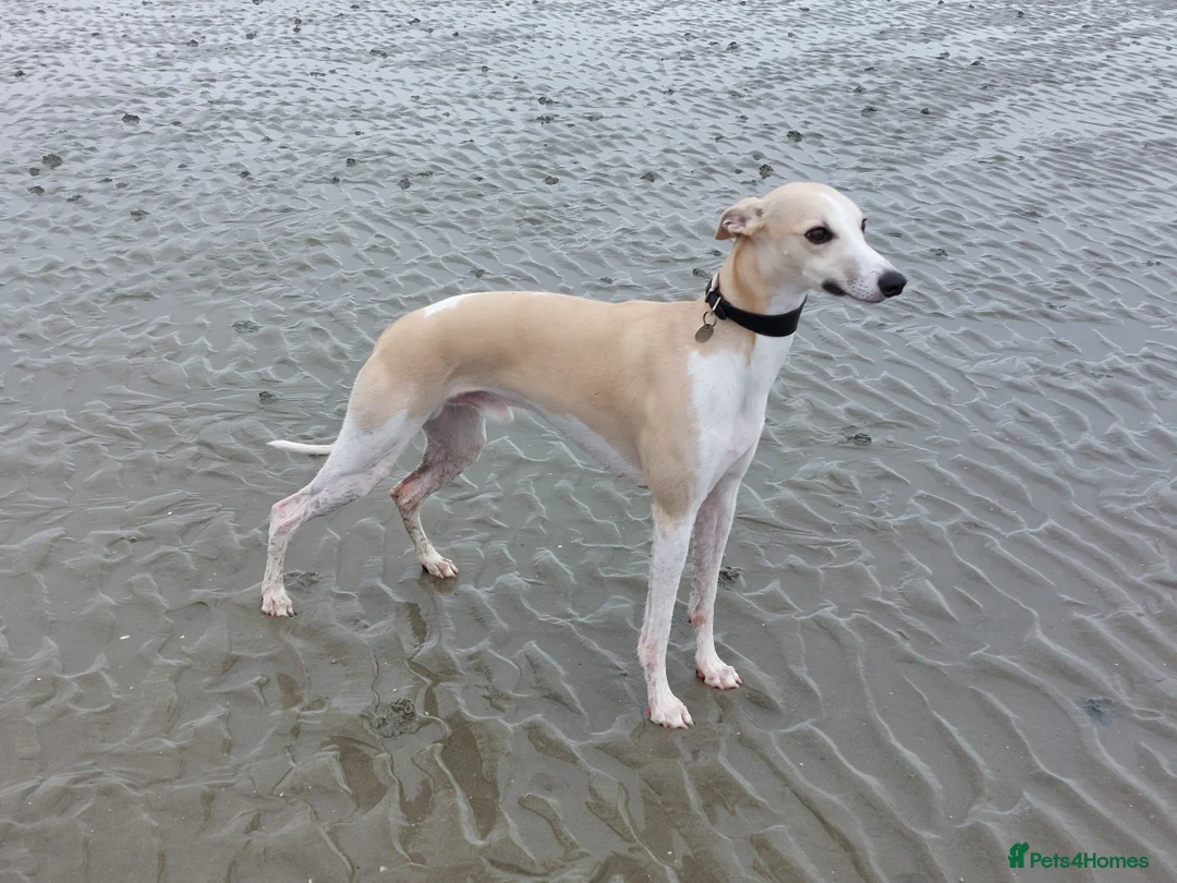 Whippet dogs for stud: Kawrsing Whippets  - Advert 2