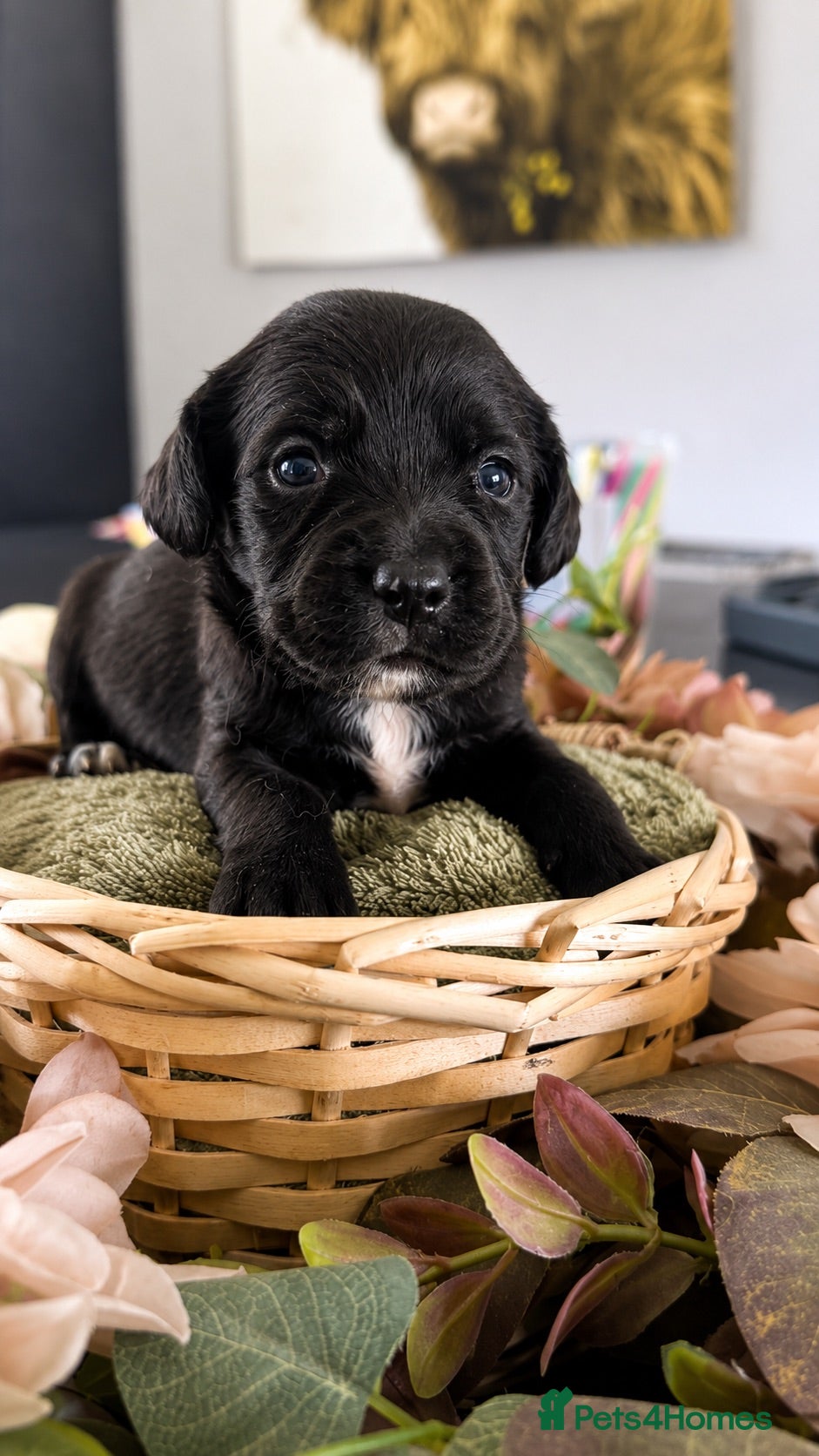 Springador dogs Beautiful Springador Puppies 🐾 - Advert 1