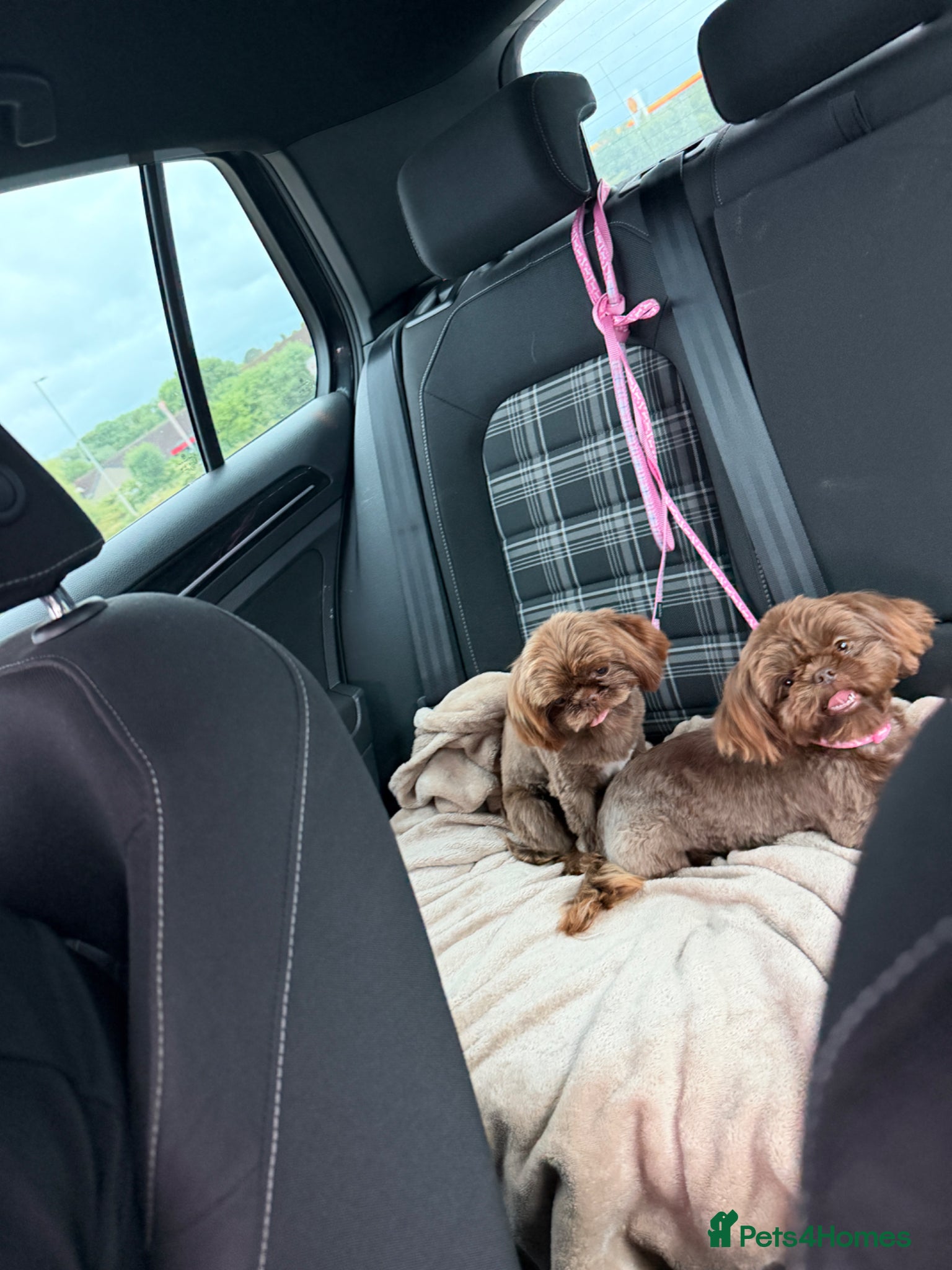 Shih Tzu dogs for sale: Imperial shihtzu in Retford - Advert 2
