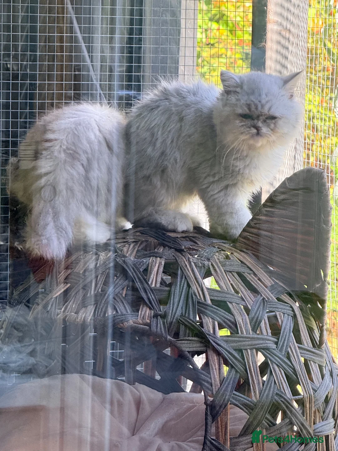 Persian cats for sale: Silver Persians waiting for for cuddles 🥰  - Advert 1