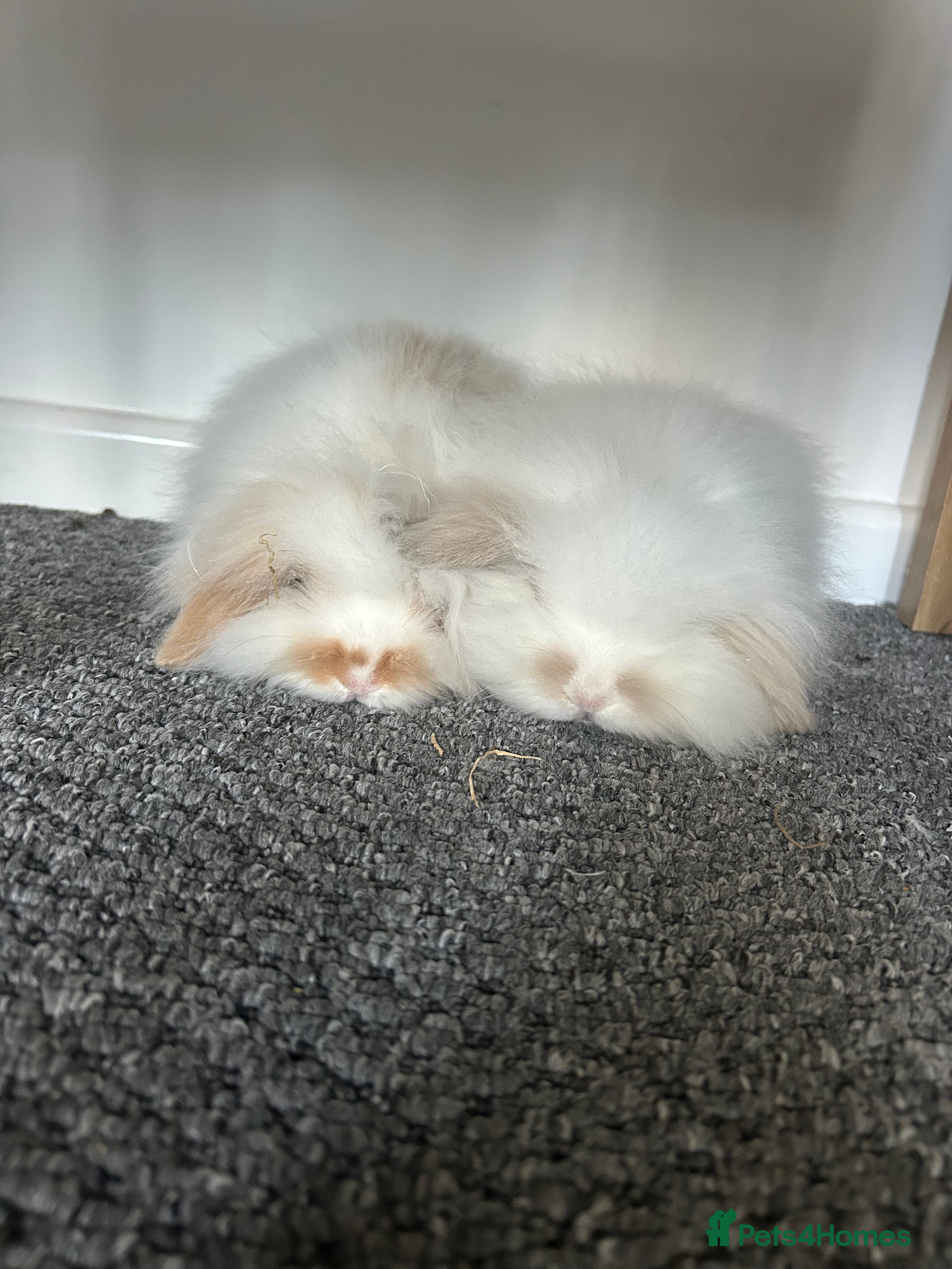 Mini Lion Lop rabbits Double lopped lion head  - Advert 17