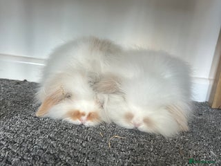 Mini Lion Lop rabbits Double lopped lion head - Advert 7