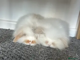 Mini Lion Lop rabbits Double lopped lion head - Advert 9