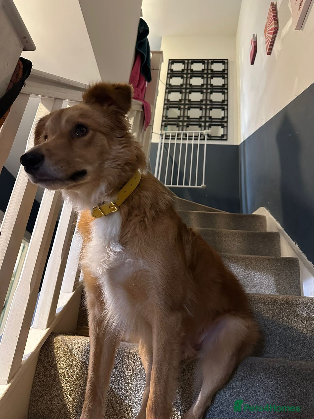 Border Collie dogs for sale: Cooper & Peach  - Image 6