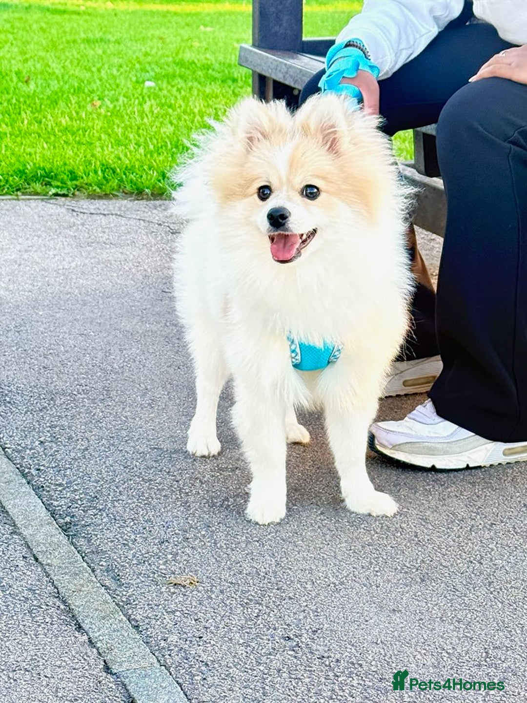 Pomeranian dogs for sale: 🐾 🐶 Adorable Purebred Pomeranian Boy 🐶 🐾 - Image 4