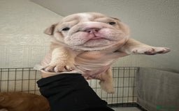 English Bulldog dogs for sale: English bulldog pups - Image 12