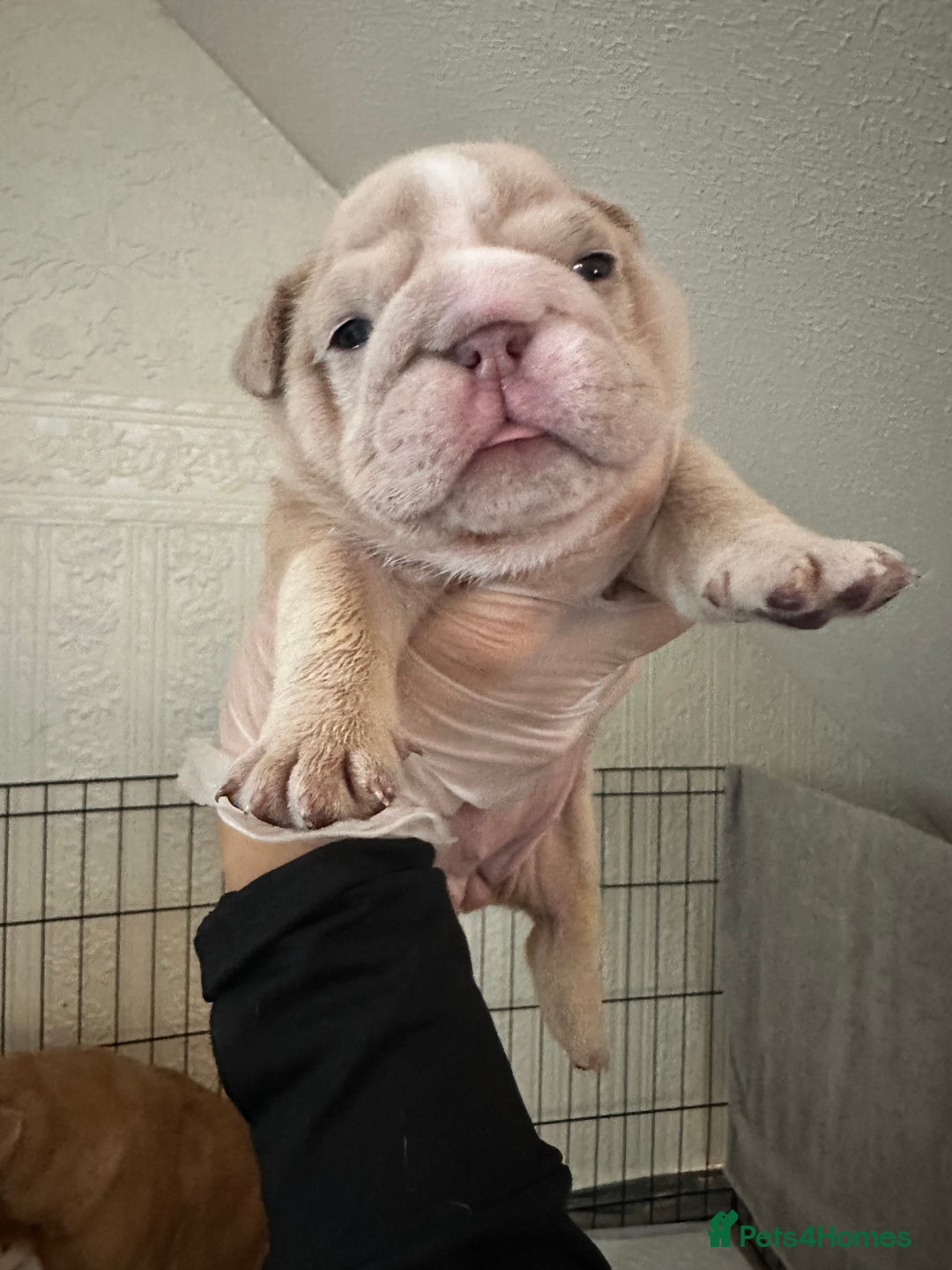 English Bulldog dogs for sale: English bulldog pups - Image 12