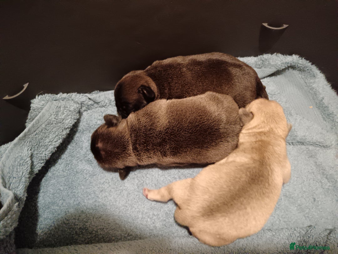 Pug dogs for sale: PEDIGREE PUG PUPPIES  - Advert 7