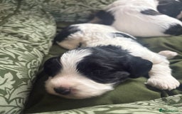 Cockapoo dogs for sale: Unique Cockapoo Puppies - Image 6