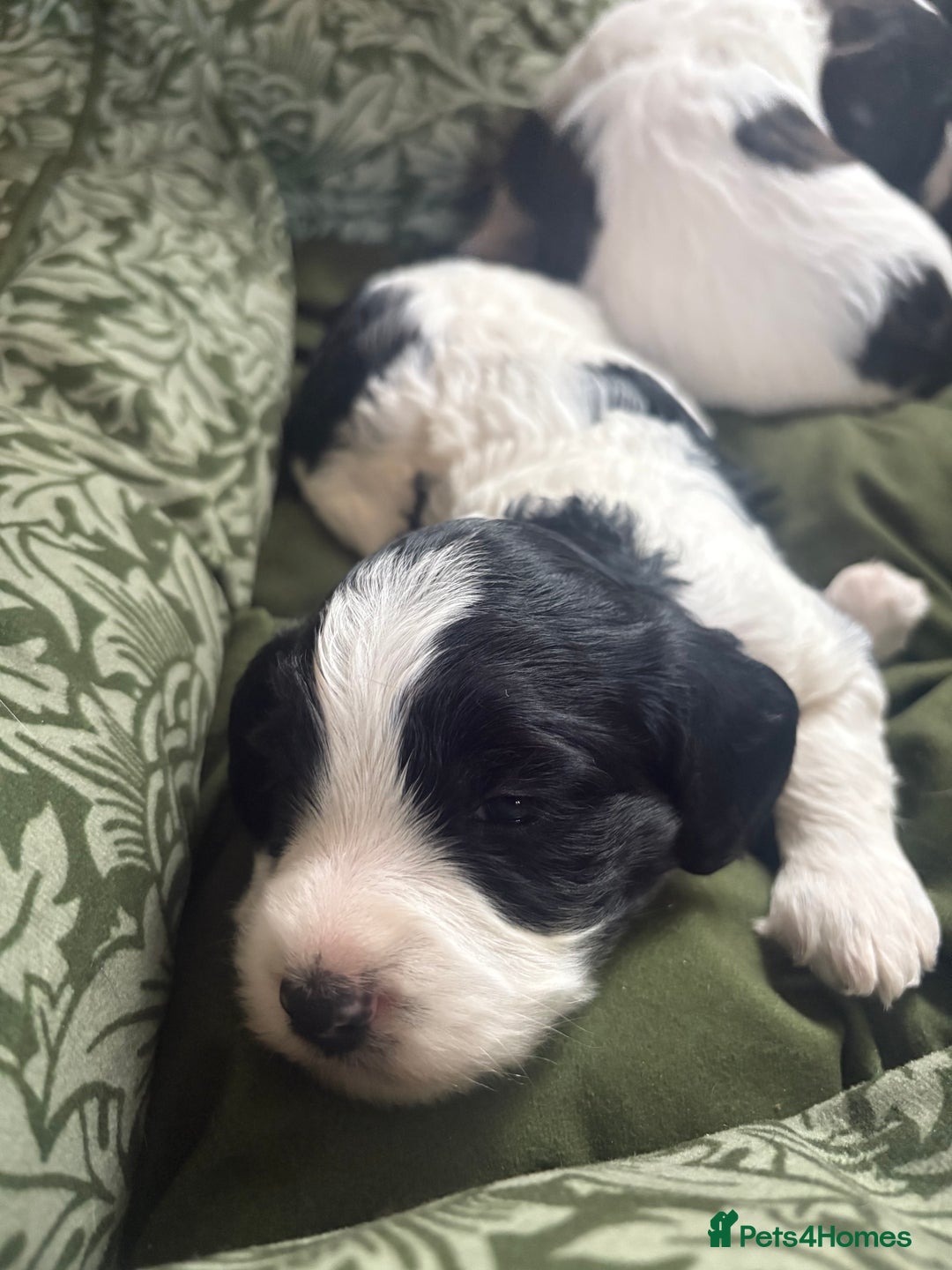 Cockapoo dogs for sale: Unique Cockapoo Puppies - Image 6