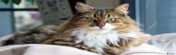 Norwegian Forest Cat cats for sale: Norwegian Forest/Siberian Kittens in Treorchy - Advert 9