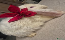 French Lop rabbits for sale: Long-Haired Pedigree French Lop GIANTS Elite Giant - Advert 11