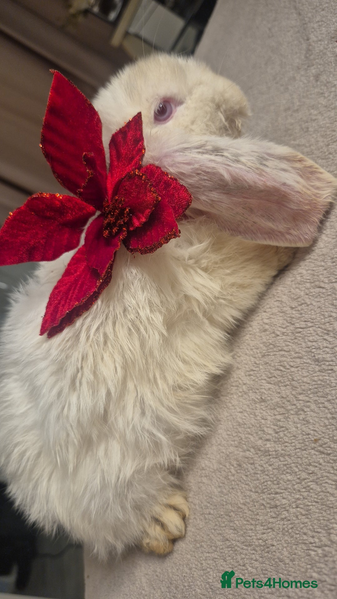 French Lop rabbits for sale: Long-Haired Pedigree French Lop GIANTS Elite Giant - Advert 11