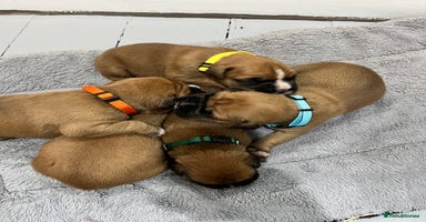 Boxer dogs Beautiful bob/tailed litter pure boxers  - Advert 4