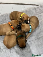 Boxer dogs Beautiful bob/tailed litter pure boxers - Advert 2