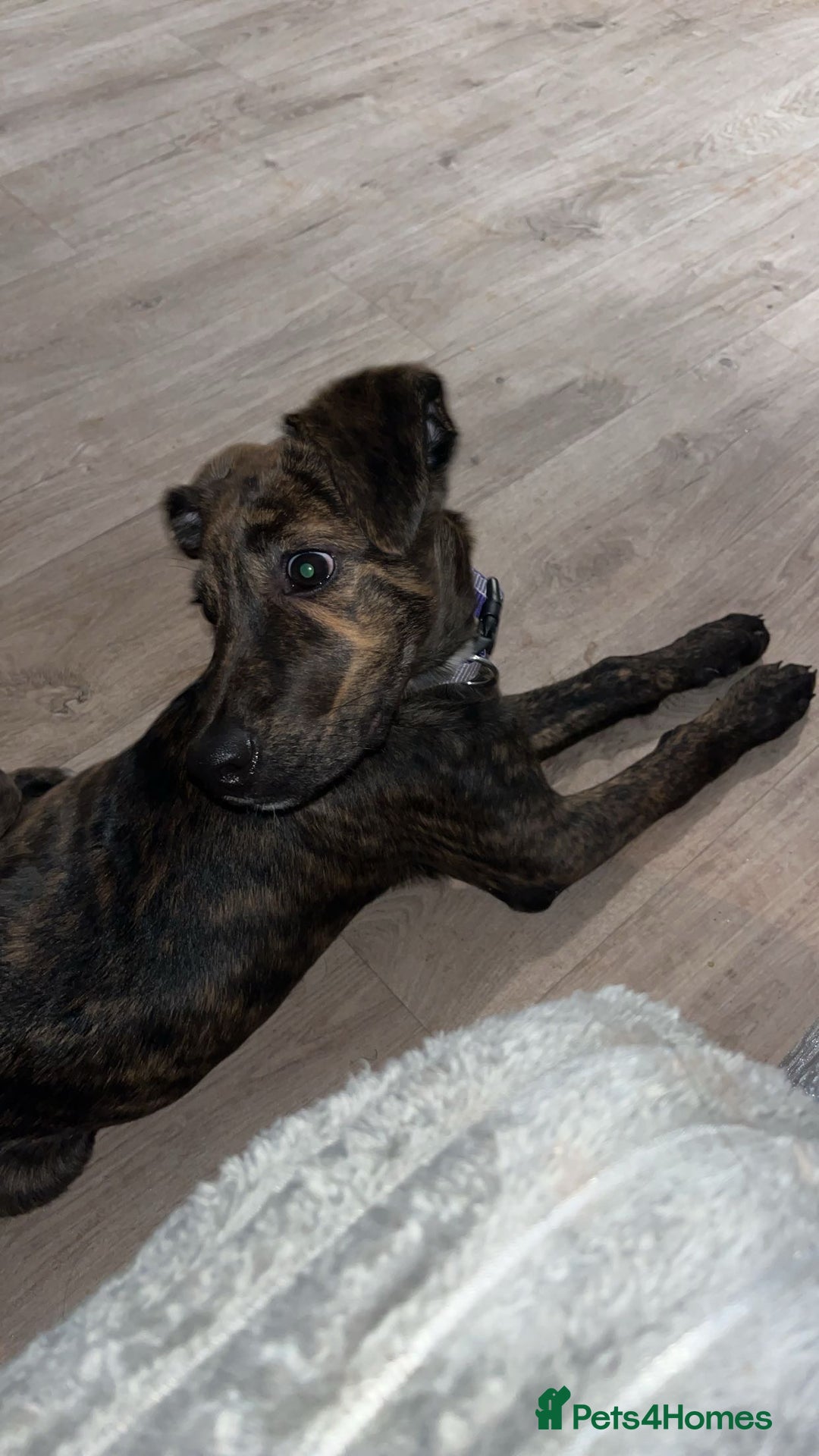 Lurcher dogs for sale: Lurcher  - Advert 3