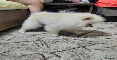 Pomeranian dogs - Advert 1