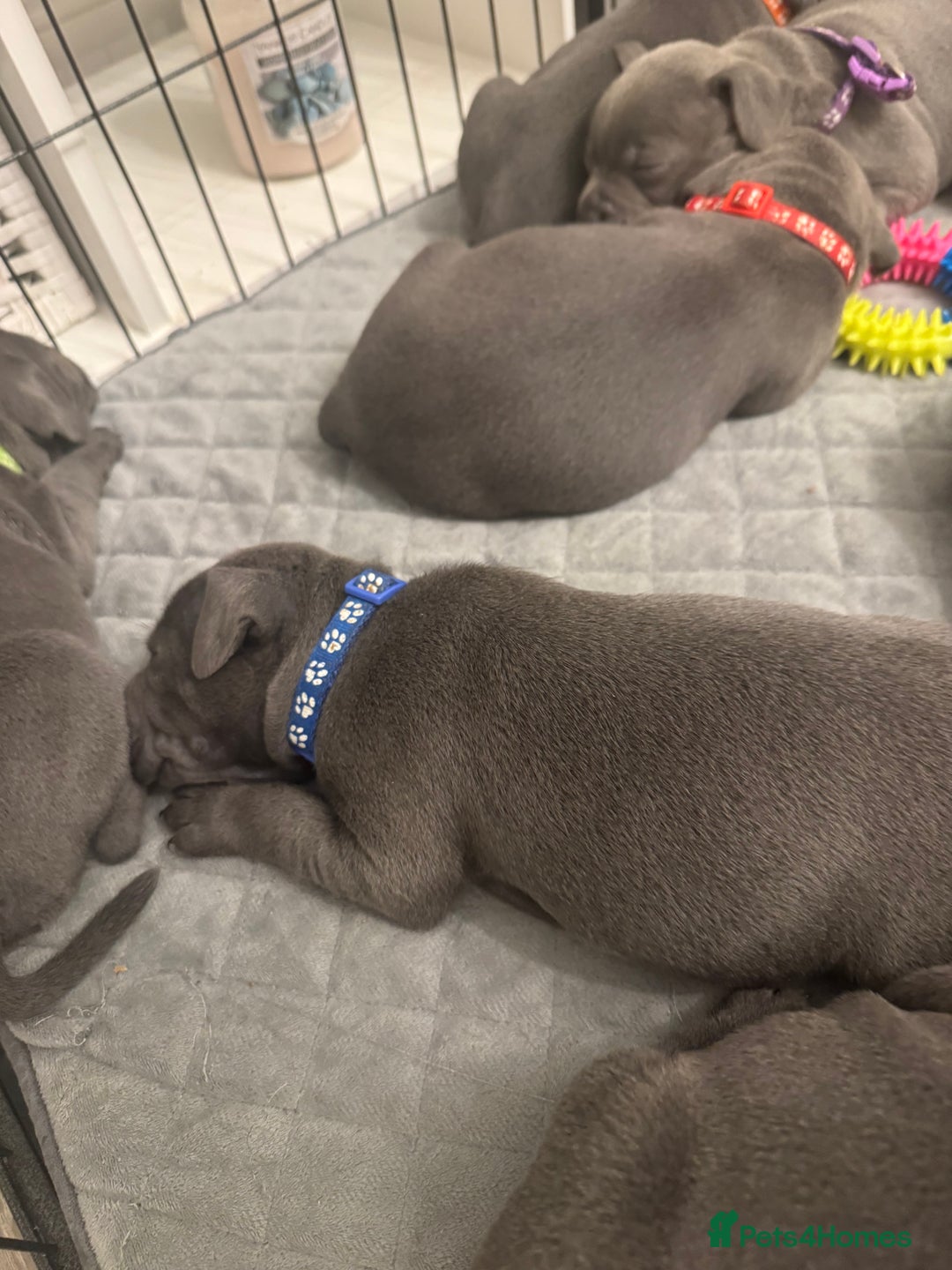 Staffordshire Bull Terrier dogs for sale: STUNNING KC REGISTERED BLUE STAFFY PUPS - Advert 2