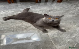 British Shorthair cats for stud: British shorthair stud - Image 4