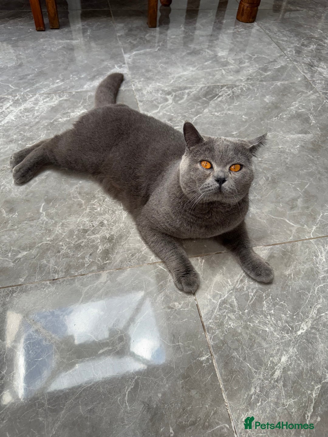 British Shorthair cats for stud: British shorthair stud - Image 4