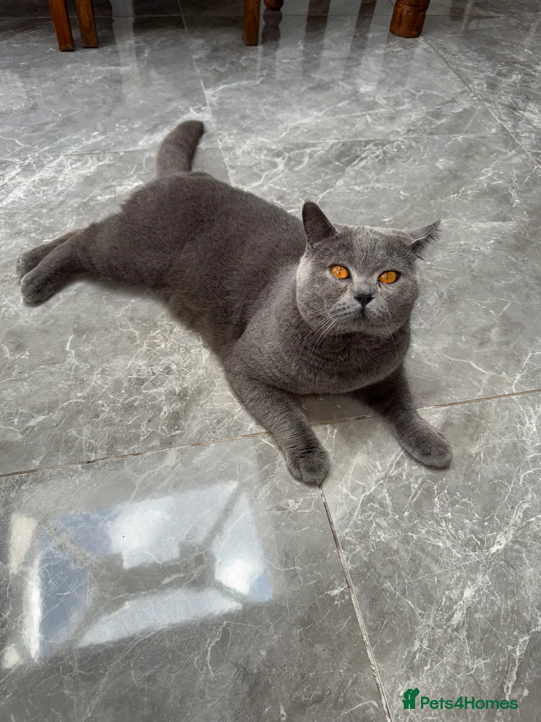 British Shorthair cats for stud: British shorthair stud - Advert 4