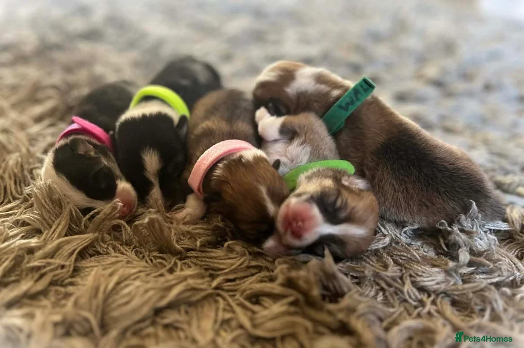 Welsh Corgi Pembroke dogs for sale: Two Male Welsh Corgis Pembroke - Advert 5