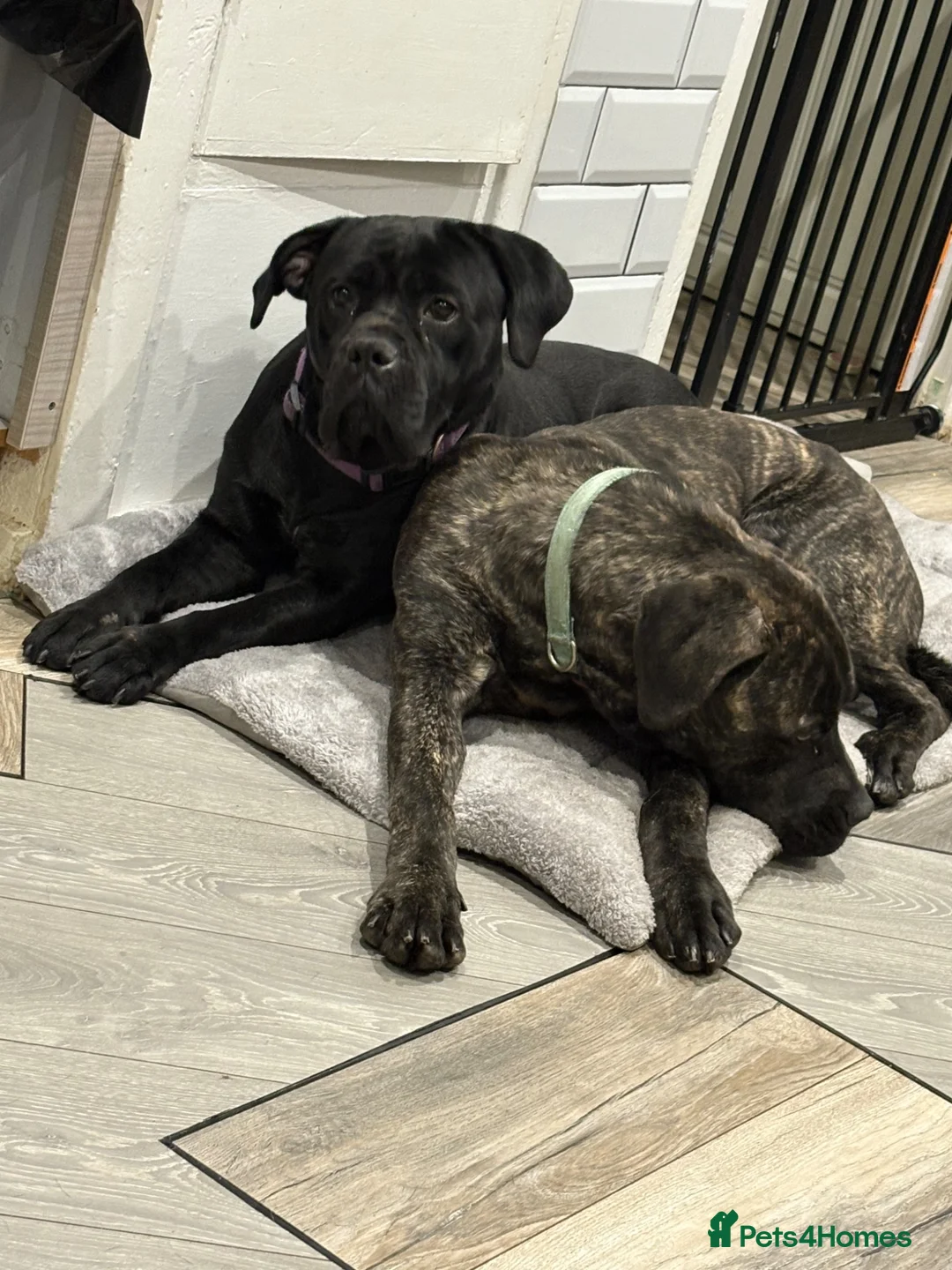 Mixed Breed dogs for sale: Cane corso x boerboel - Advert 1