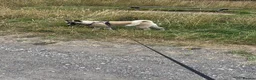 Akita dogs for sale: 5 month old american akita - Advert 6