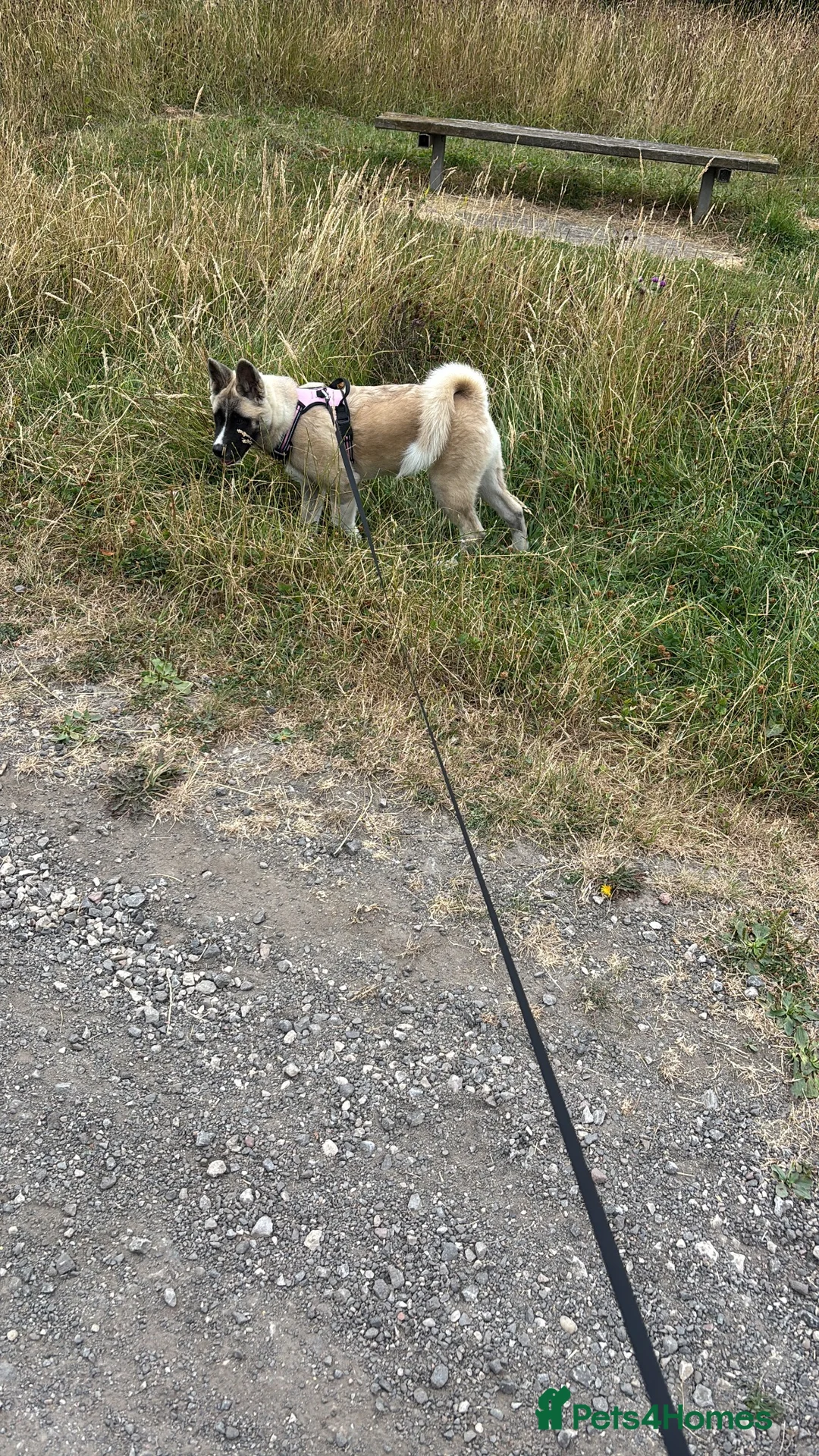 Akita dogs for sale: 5 month old american akita - Advert 6