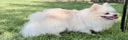 Pomeranian dogs for adoption: 🐾 PEARL – Female Pomeranian 🐾 - Advert 5