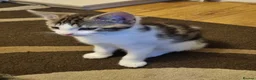 Mixed Breed cats for sale: Kitten for sale - Advert 6