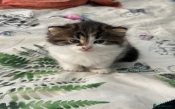 British Longhair cats for sale: Ready Now!! Beautiful BLH Kittens 💜🐾 - Image 5