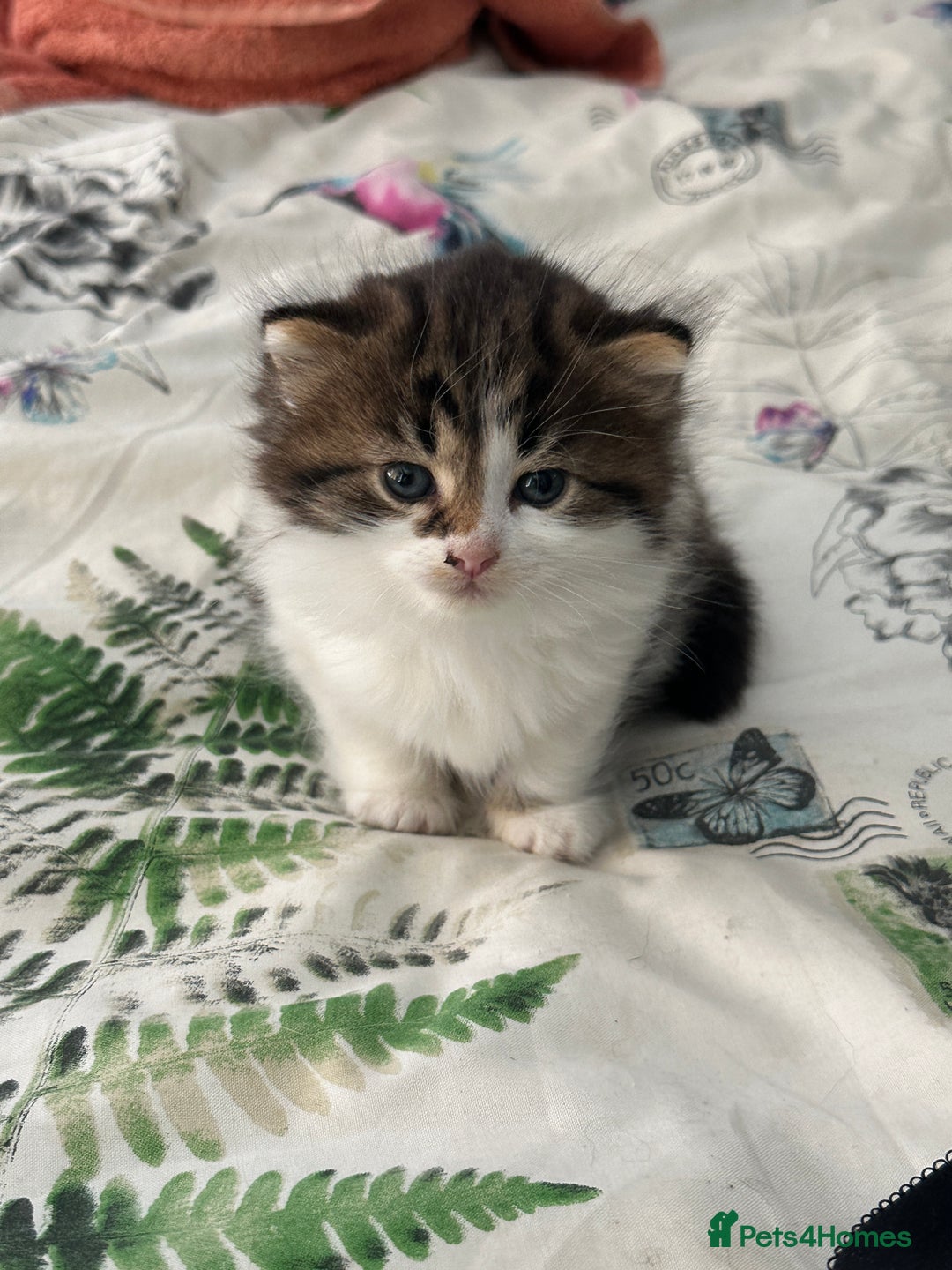 British Longhair cats for sale: Ready Now!! Beautiful BLH Kittens 💜🐾 - Image 5