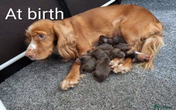 Cocker Spaniel dogs for sale: Chocolate/Chocolate Tan working cocker pups - Advert 15