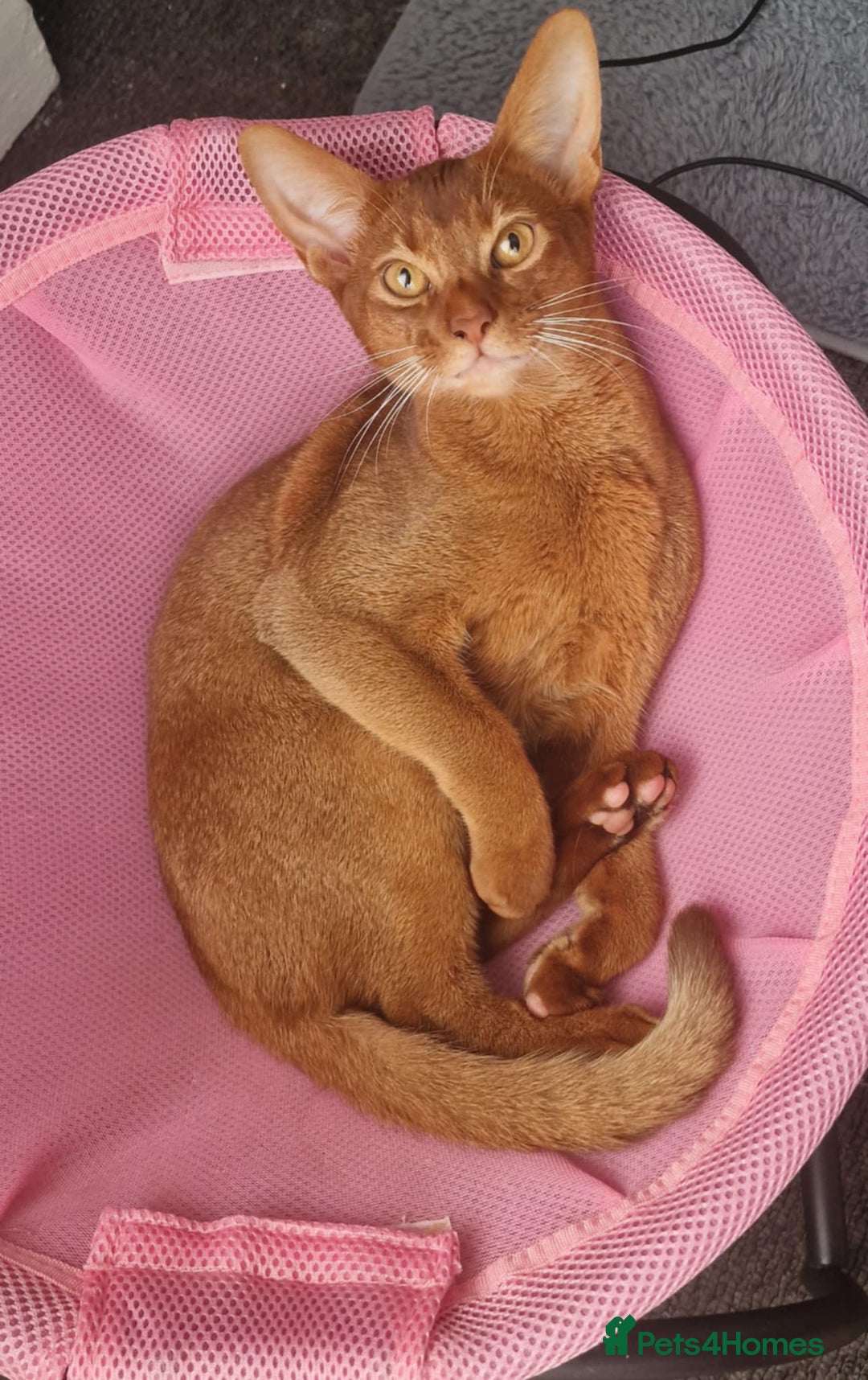 Abyssinian cats for stud: MR Gucci ( Ginger) in Great Yarmouth - Advert 2
