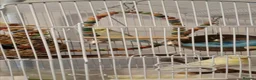 Budgerigars birds for sale: 2 budgies with the cage, the stand and food  - Advert 3