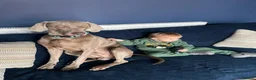 Weimaraner dogs for stud: ‘Jake’ handsom, friendly Stud KC reg.  in Liverpool - Advert 3