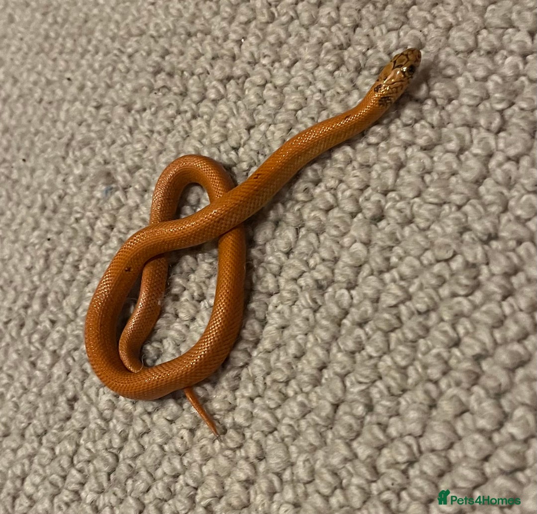 King Snake reptiles for sale: Apalachicola kingsnake - Advert 7