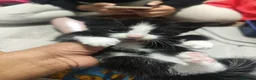 British Shorthair cats for sale: Cat litter of 4 - Advert 10