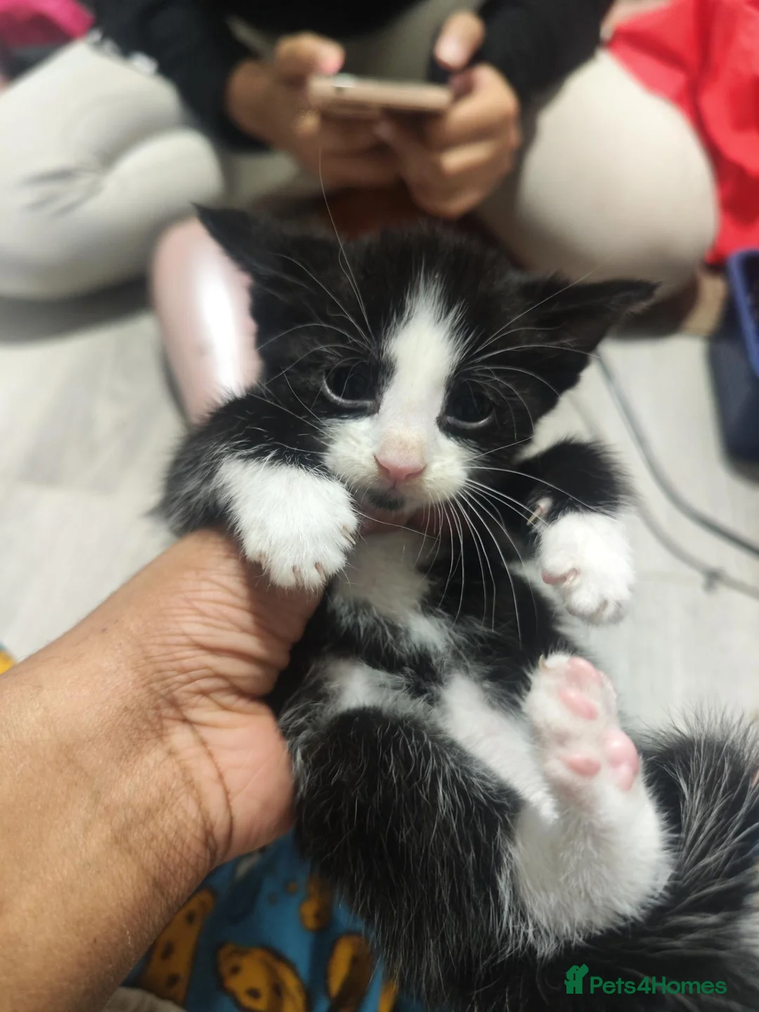 British Shorthair cats for sale: Cat litter of 4 - Advert 10