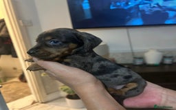 Miniature Dachshund dogs for sale: Miniature dachshund puppy female -Muffin - Image 5