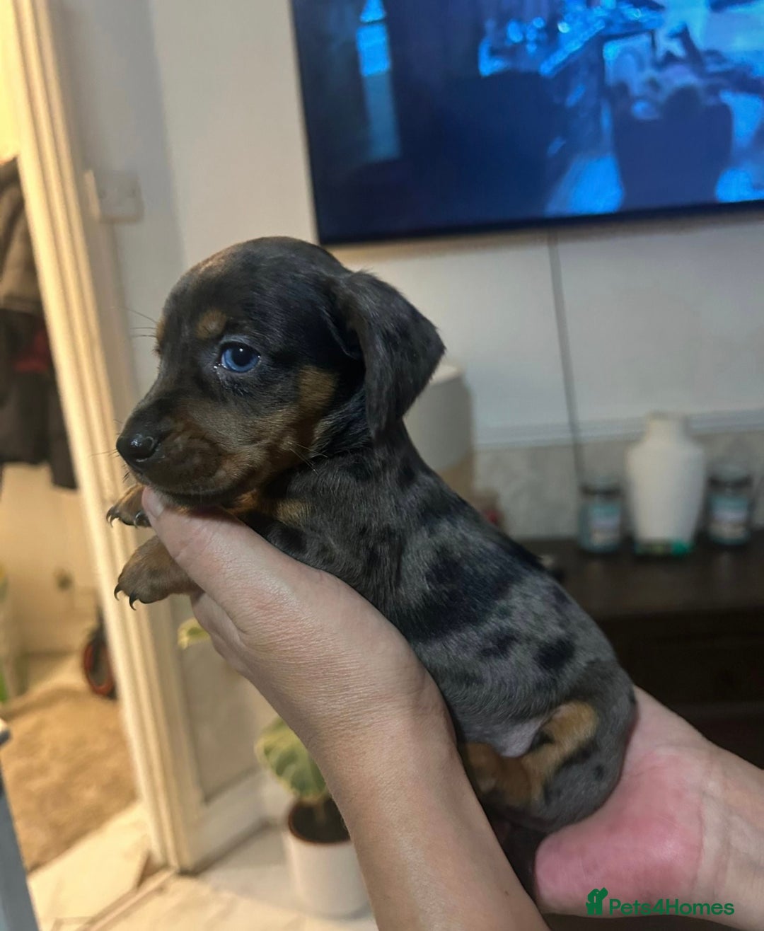 Miniature Dachshund dogs for sale: Miniature dachshund puppy female -Muffin - Image 5