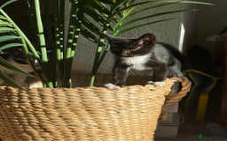 Mixed Breed cats for sale: 2 cutie kittens for sale  - Image 4