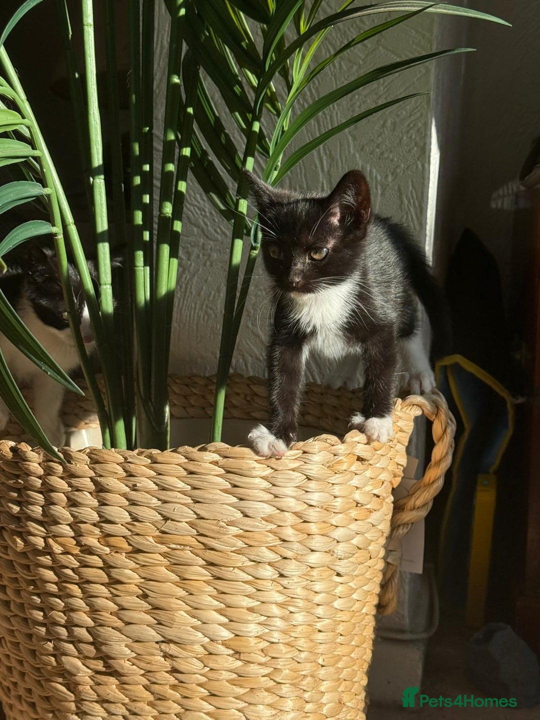 Mixed Breed cats for sale: 2 cutie kittens for sale  - Image 4