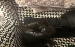 Mixed Breed cats for sale: Gorgeous part Siamese kittens 🐾  - Advert 6