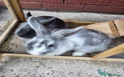 Mini Lion Lop rabbits for sale: fluffy baby bunnies £25-30 - Image 8